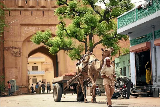  ?? PHOTO: GETTY IMAGES ?? A local man leads his camel and cart through the street in the township at the base of Amber Fort in Jaipur, India.