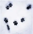  ??  ?? Paw prints in the snow