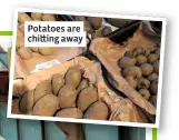  ??  ?? Potatoes are chi ing away