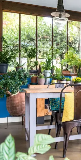  ??  ?? Installée dans une seconde véranda, la salle à manger a reçu une profusion de plantes vertes qui affirme sa vocation transitoir­e entre l’intérieur et l’extérieur de la maison.