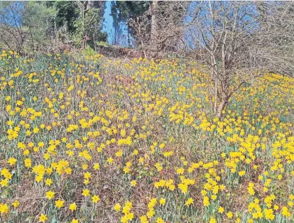  ?? ?? Yellow carpet
Daffodils in Dunblane by Robert Duncan