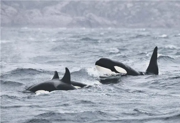  ??  ?? 0 Part of the ‘mystery’ killer whale pod seen from the Hebridean Whale and Dolphin Trust’s research vessel Silurian near Vatersay in the Outer Hebrides last year