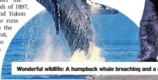  ?? ?? Wonderful wildlife: A humpback whale breaching and a black bear in search of breakfast