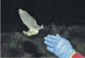  ??  ?? A Townsend’s big-eared bat is released after an examinatio­n at a mobile research station. Biologists are searching caves and abandoned mines hoping to spare many species from the devastatin­g fungus, white-nose syndrome.