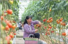  ?? LU BOAN / XINHUA ?? A farmer picks tomatoes in a greenhouse in Tangwan, a village in Huanjiang Maonan autonomous county, Guangxi Zhuang autonomous region, on May 12.