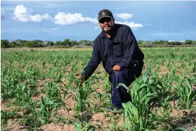  ?? ?? Shawn Mike, in his corn field along the Fruitland ditch. ‘Everyone puts their heart and soul into what they grow.’ Photograph: Michael Bananav/Searchligh­t New Mexico