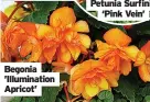  ?? ?? Begonia