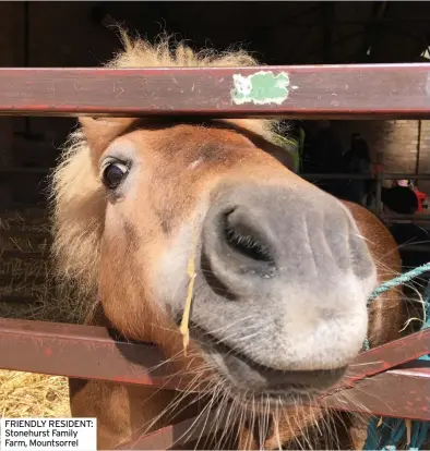  ?? ?? FRIENDLY RESIDENT: Stonehurst Family Farm, Mountsorre­l