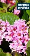  ??  ?? Bergenia cordifolia