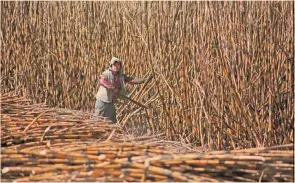  ?? FOTO: CUARTOSCUR­O ?? El cultivo de caña de azúcar es un importante generador de empleos en el estado de Campeche. crédito