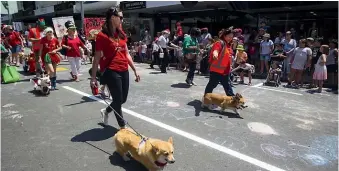  ??  ?? The New Plymouth Corgie Walkers Club was also out to celebrate.