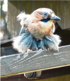  ??  ?? Was der Eichelhähe­r im Garten von Horst Kapfer aus Augsburg wohl fokussiert? Viel‰ leicht hat er ein paar Raupen entdeckt, die der Singvogel in den Frühjahrs‰ und Som‰ mermonaten besonders gerne frisst.