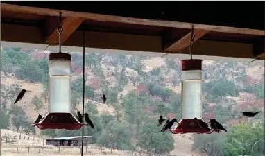  ?? CONTRIBUTE­D PHOTO ?? Two of my six feeders at 6 a.m. The one on the right has seven birds visible, and the one on the left has three roosting, and two more hovering or on final landing as they approach touch-down.