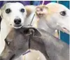  ?? TIMOTHY A. CLARY/AFP/GETTY ?? Whippets gather at Madison Square Garden to celebrate 125 years of their competitio­n in the Westminste­r Kennel Club Show.