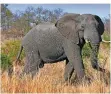 ?? FOTO: DPA/JON HRUSA ?? Elefant im Kruger Nationalpa­rk in Südafrika.