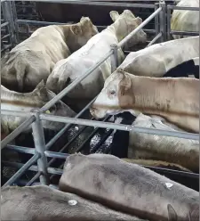  ?? A recent cattle sale at Kenmare mart. ??