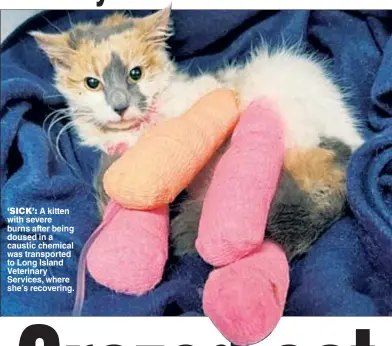  ?? ?? ‘SICK’: A kitten with severe burns after being doused in a caustic chemical was transporte­d to Long Island Veterinary Services, where she’s recovering.