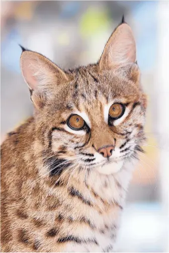  ?? COURTESY OF ROGER HOLDEN ?? Bob the Bobcat is a new tenant at the Wildlife West Nature Park.