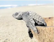  ?? Cárdenas cuenta con diez campamento­s tortuguero­s. ?? Lázaro