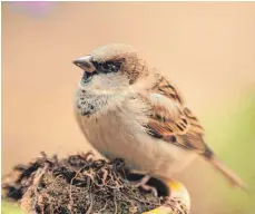  ?? FOTO: FOTONATUR/NABU/DPA ?? Der Haussperli­ng ist vor allem bekannt als Spatz.