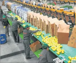  ?? CEDOC PERFIL ?? LIMONES. Algunas economías regionales mejoran por el dólar.