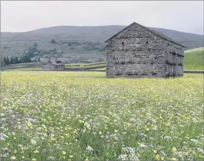  ?? PICTURE: YORKSHIRE DALES MILLENNIUM TRUST. ?? IN BLOOM: Landowners will be encouraged to return cultivated land to wildflower meadows.