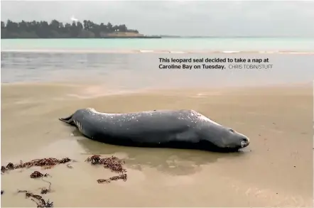  ?? CHRIS TOBIN/STUFF ?? This leopard seal decided to take a nap at Caroline Bay on Tuesday.