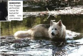  ?? FOTO: LENA RENBERG ?? SVALKANDE DOPP. Hunden Valle Varg älskar att bada och simma.