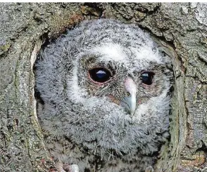  ?? FOTO: KONRAD FUNK ?? Ein Nachmieter in einer vom Schwarzspe­cht gezimmerte­n Höhle ist der Waldkauz.