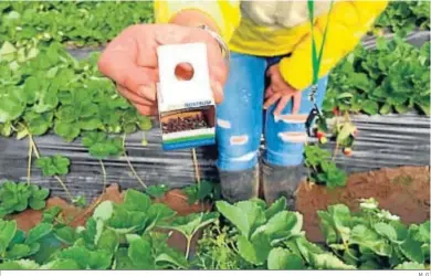  ?? M. G. ?? Caja con las moscas empleadas por Koppert para el control biológico del pulgón en los frutos rojos.