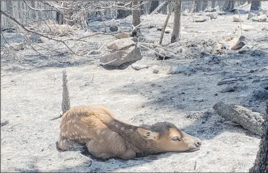  ?? Nate Sink The Associated Press ?? A newborn elk calf rests alone in a remote, fire-scarred area of the Sangre de Cristo Mountains near Mora, N.M., on Saturday.