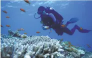  ?? Dror Komet / Associated Press ?? These corals near the Red Sea city of Elat are showing resistance to rising water temperatur­es.