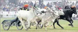  ?? HT FILE ?? Bullock cart races had been an integral part of the state’s rich cultural legacy and heritage, till they were prohibited by the Supreme Court in 2014.