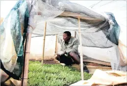  ??  ?? Mofokeng admires the lush organic seedlings growing under shadecloth. Not only does the venture provide fresh vegetables for the community, it creates employment too.