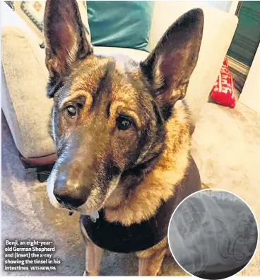  ?? VETS NOW/PA ?? Benji, an eight-yearold German Shepherd and (inset) the x-ray showing the tinsel in his intestines