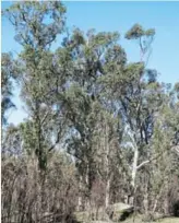  ??  ?? FUEL: Eucalyptus trees contain highly flammable oils.