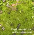  ??  ?? Moss is a sign the soil’s compacted