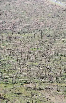  ??  ?? Another aerial photo taken Friday shows trees downed by Hurricane Michael on Tyndall Air Force Base, near Mexico Beach.