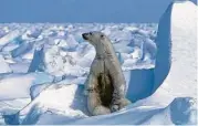  ?? Steven C. Amstrup / Getty Images ?? Arctic summer sea ice melted in 2020 to the second smallest area since records began 42 years ago.