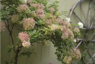  ??  ?? LEFT In cold New England, only Hydrangea paniculata cultivars are reliably hardy, their bracts blush-pink in autumn and furnishing dried flowers through winter. This standard version grows beside a bentwood trellis that’s shoulderin­g a climbing rose. BELOW Saanen goats Sweetpea (perched on a custom-made gate) and Violet graze a pasture, control poison ivy, furnish fertilizer, and serve as the gardener’s BFFs.