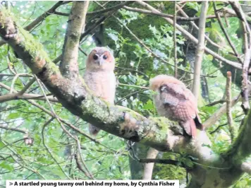  ??  ?? A startled young tawny owl behind my home, by Cynthia Fisher