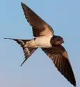  ??  ?? JOURNEY: Swallows are already preparing for their long migration to South Africa