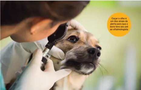  ??  ?? Coçar o olho é um dos sinais de alerta para que o dono leve seu pet ao oftalmolog­ista