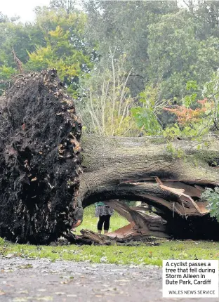  ?? WALES NEWS SERVICE ?? A cyclist passes a tree that fell during Storm Aileen in Bute Park, Cardiff