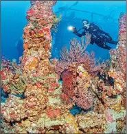  ?? Florida Keys News Bureau ?? Annette Robertson explores a portion of the artificial reef in the Florida Keys National Marine Sanctuary off Key Largo.