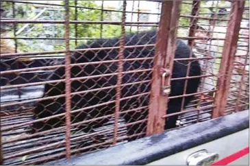  ?? SUPPLIED ?? An Asian black bear is readied for transport after being rescued from a guesthouse in Kampong Chhnang on Tuesday.