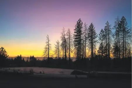  ?? Photos by Sarahbeth Maney / Special to The Chronicle ?? Trees are silhouette­d at sunset on an empty lot near Skyway Road in Paradise, where the town is slowly being rebuilt.