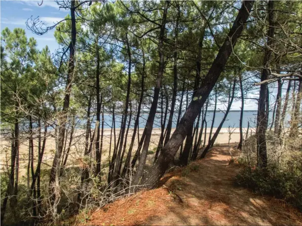  ??  ?? Seule échappatoi­re pour le grand gibier, rejoindre l’île d’Oléron située à quelques centaines de mètres à marée basse.