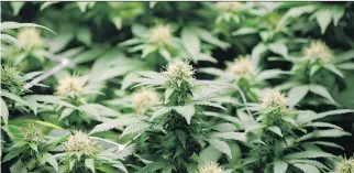  ?? THE CANADIAN PRESS ?? Licensed medical marijuana producers Organigram and Canopy will ensure ample supply for New Brunswick’s market for recreation­al pot, which the federal government is aiming to legalize by July.