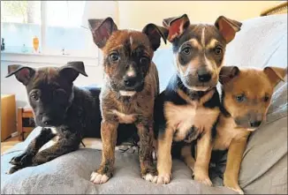  ?? Robin Abcarian Los Angeles Times ?? MY FOSTER puppies are 6-week-old litter mates, from left, Paddington, Boo-Boo, Pooh and Charmin, from Wags & Walks, a rescue group dedicated to ending euthanasia in shelters.